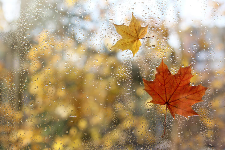 Regndråper og falne løv på et vindu. 