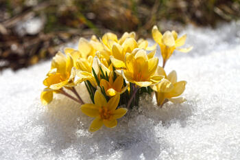 Gul vårblomst under snøen i typisk påskevær.
