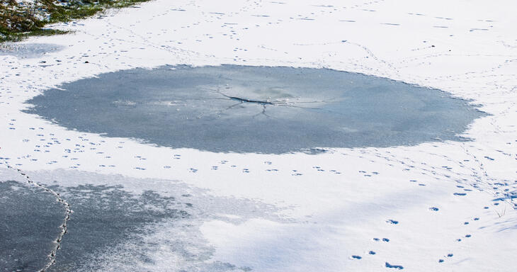 Tynn is på en dam med nysnø.