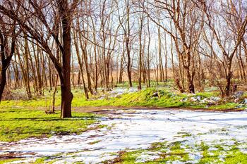 Landskap. Snø ligger på grønt gress og trær på en solrik vårdag.