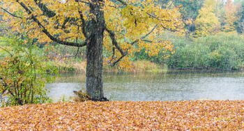 Regnvær i høstfarget skog ved vannet. 