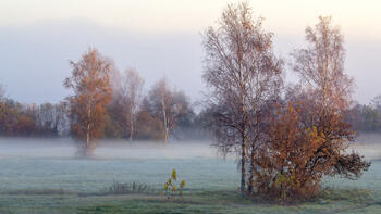 Høstmorgenlandskap med tåke, trær, frost og sollys.