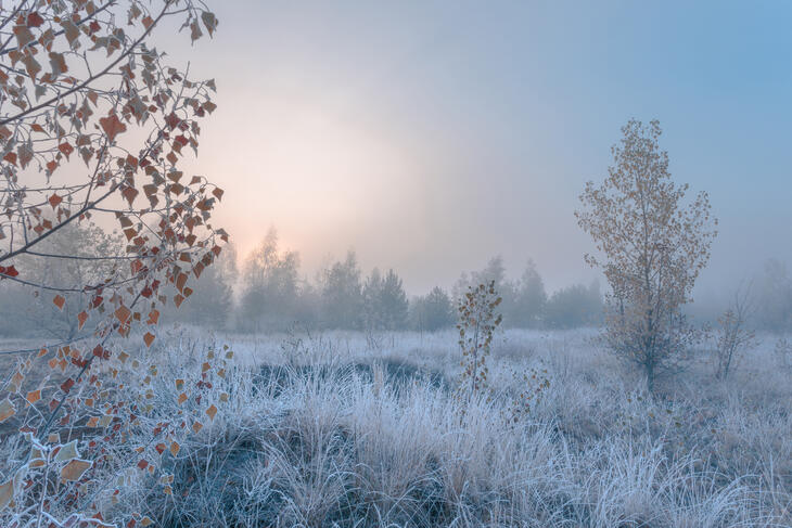 Novembermorgen med tåke og frost i naturlandskap.