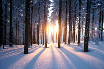 Solnedgang i skogen mellom trestammer i vinterkulden.